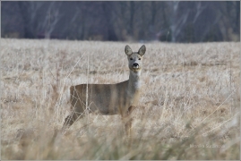 <p>SRNEC OBECNÝ (Capreolus capreolus) Šluknovsko - Jiříkov /European roe deer - Reh/</p>